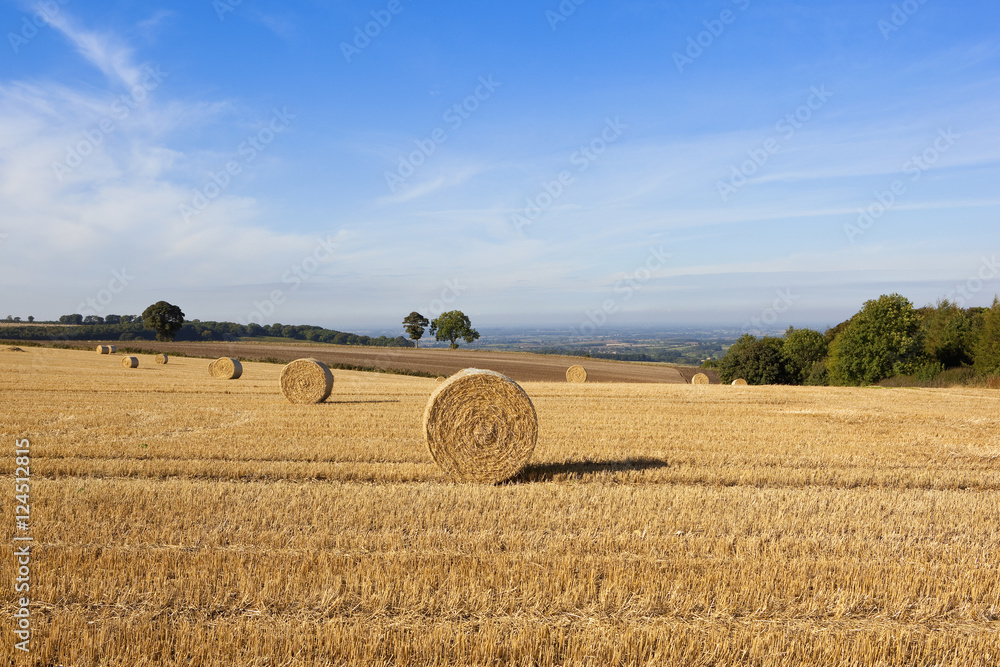Fototapeta premium harvest time scenery