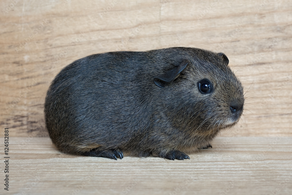 Glatthaar Meerschweinchen (Jungtier) Glatthaar Meerschweinchen (Jungtier)
