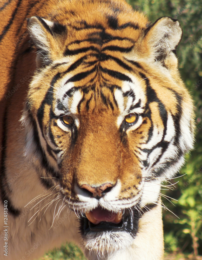 Obraz premium A Portrait of a Bengal Tiger in the Forest