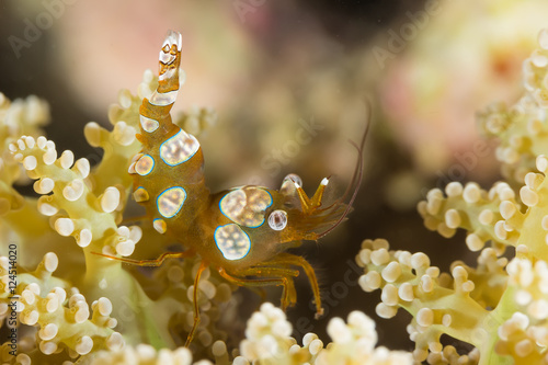 Sexy Shrimp on Soft Coral