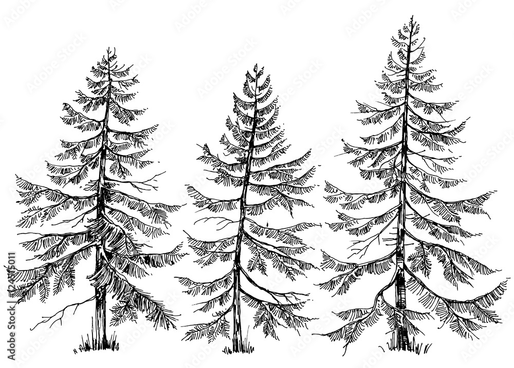 Pine trees vector collection. Hand drawn Christmas trees