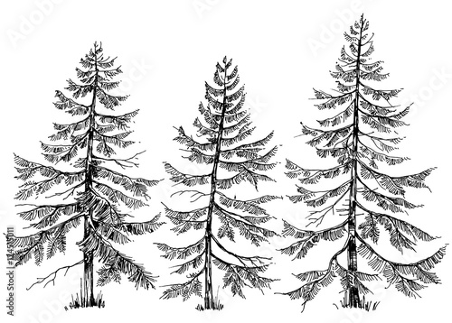 Pine trees vector collection. Hand drawn Christmas trees