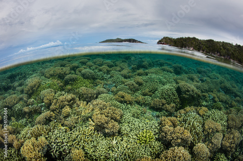 Healthy and Shallow Reef in Raja Ampat
