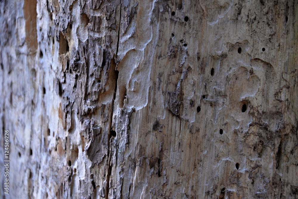 Obraz premium Arbres