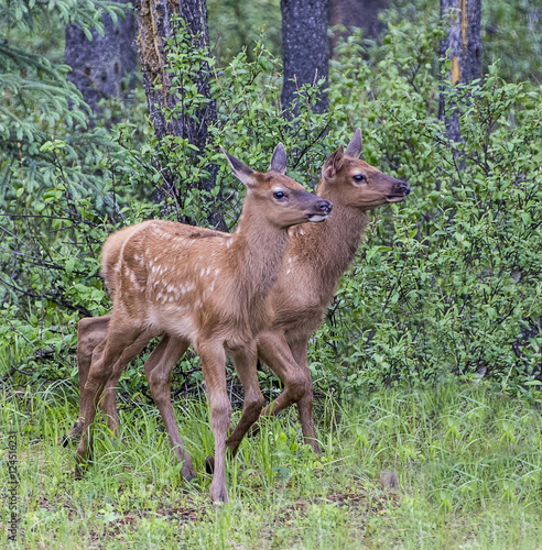 Fototapeta Naklejka Na Ścianę i Meble -  Babes in the Woods - Two newborn elk calf twins trot together through the woods and suddenly find themselves out in the open. Fortunately for me.