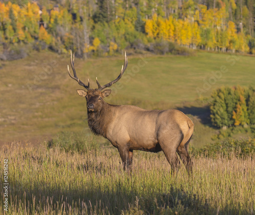 Big Bad Bull - A very large (6x6) bull elk watches over the herd of 30-40 cows in the early morning sunlight during the autumn rut.