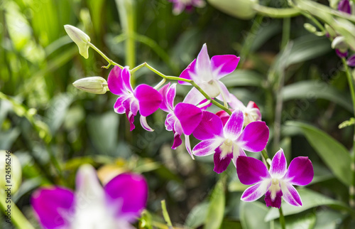 Violet orchids of Thailand © teerawutbunsom