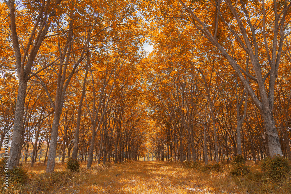 Forest in autumn season