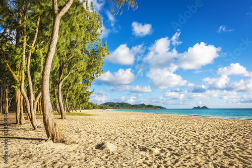 Ironwood trees lining up Waimanalo beach in Oahu Island, Hawaii photo