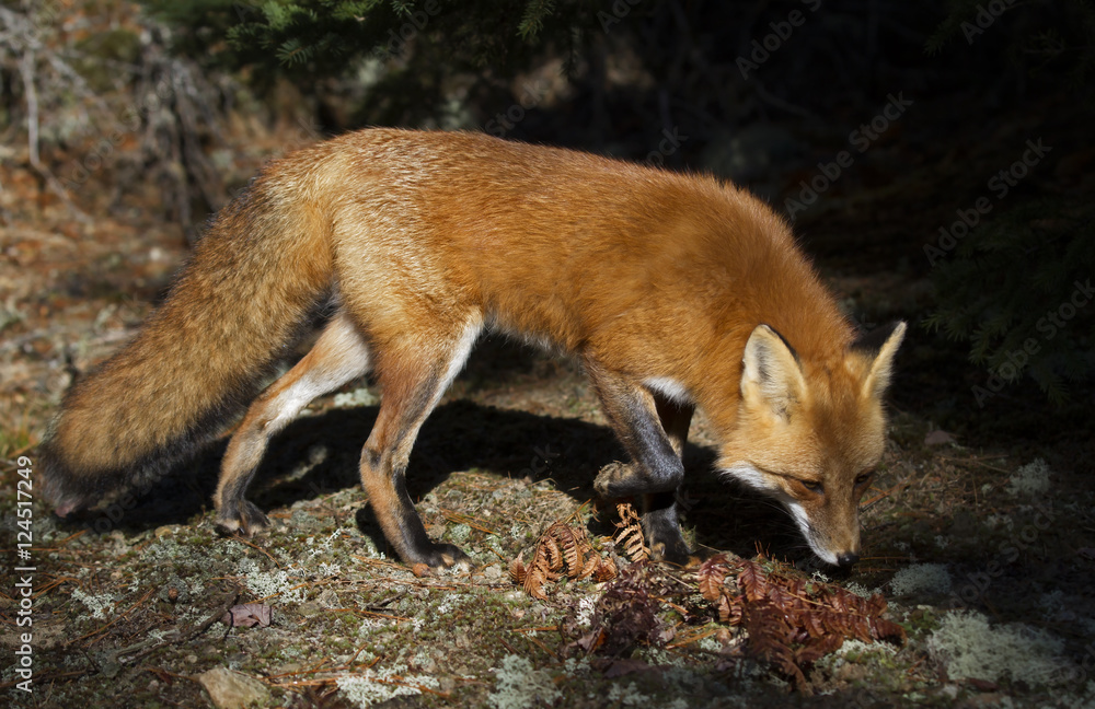 Red fox (Vulpes vulpes) hunting in Algonquin Park, Canada