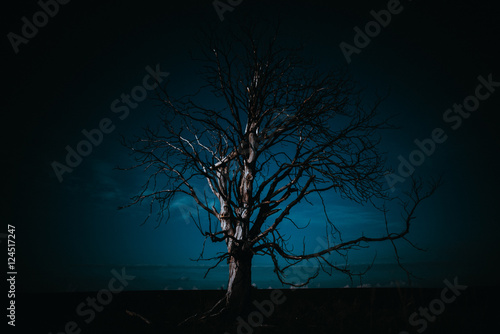 dead tree by night © The Framefillers