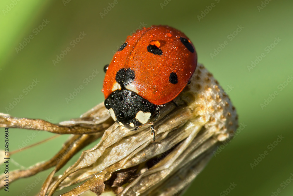 Obraz premium Red ladybug with dewdrops sitting on withered dandelion