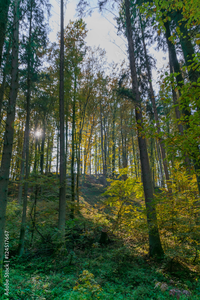 Obraz premium Wald im Herbst
