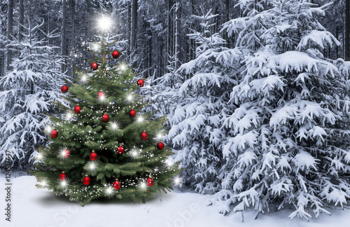 Weihnachtsbaum im Wald