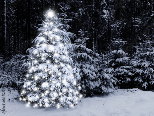 Weihnachtsbaum im Wald