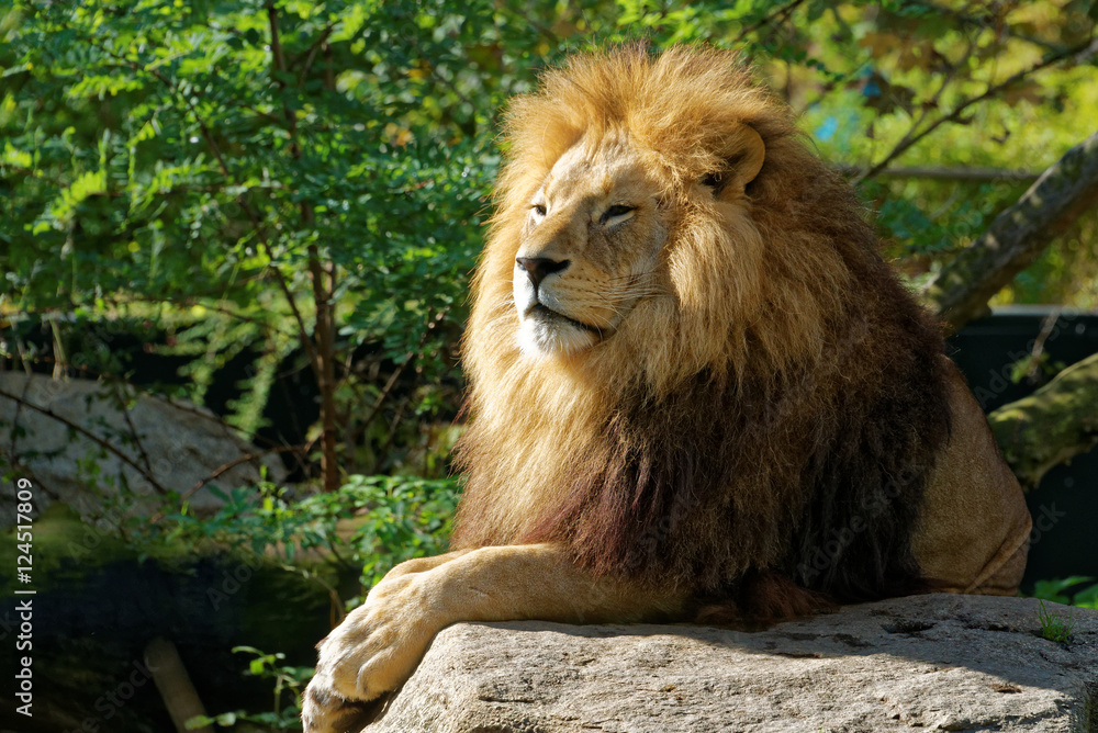 Fototapeta premium The lion