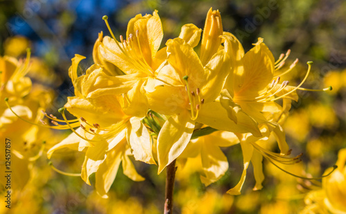 Gelbe Azalee (yellow azalea, Rhododendron luteum) photo