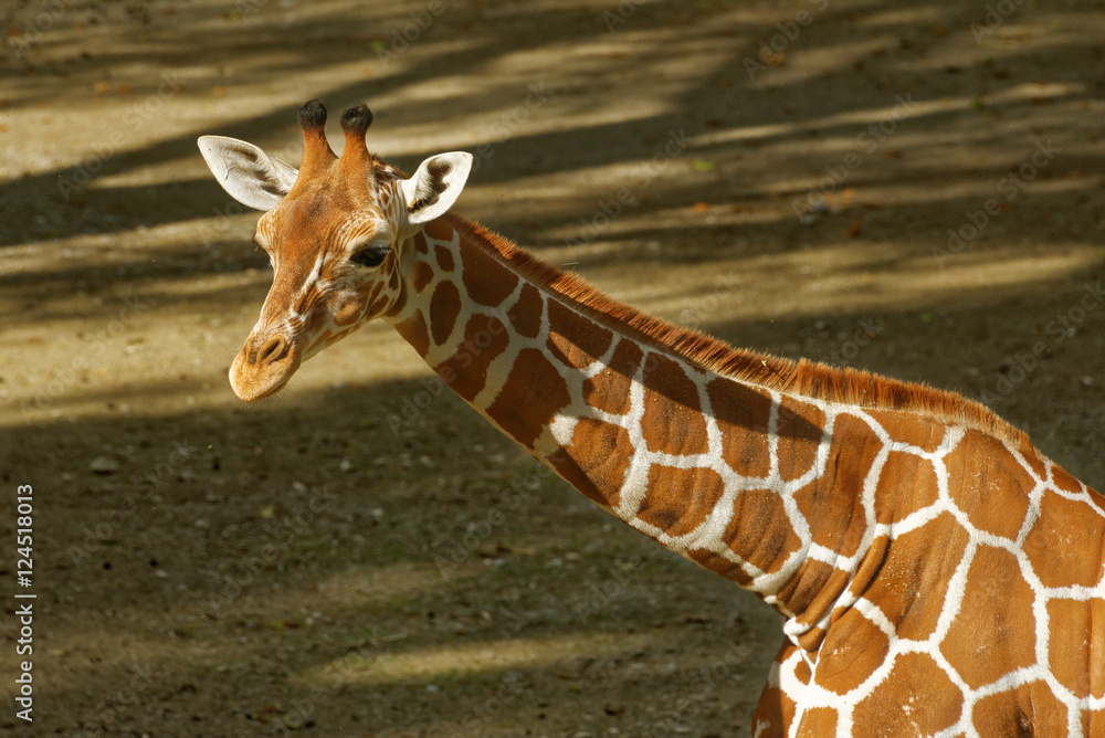 Obraz premium Giraffe