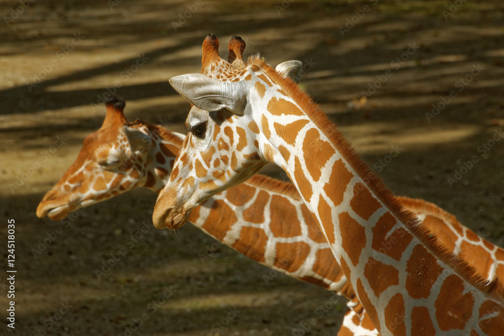 Obraz premium Giraffes