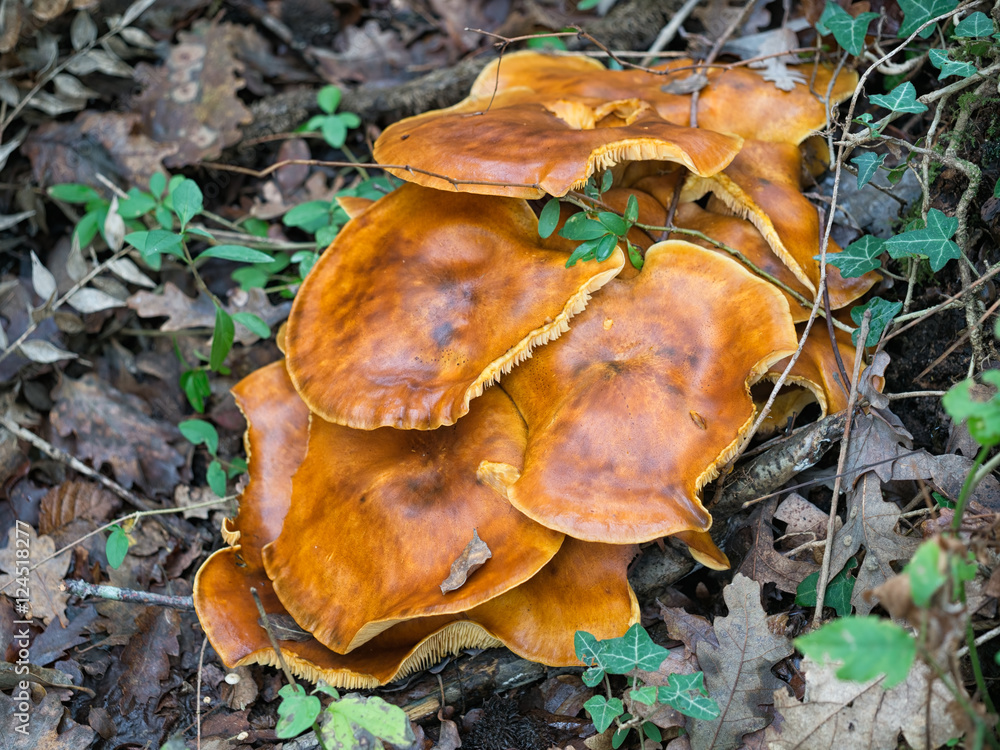 Omphalotus olearius aka Jack o'lantern mushroom. Omphalotus olearius aka Jack o'lantern mushroom.