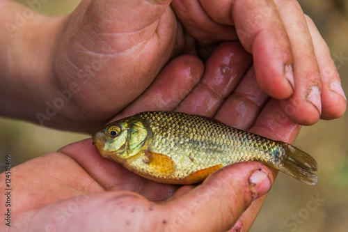 Golden carp in the hands of a child