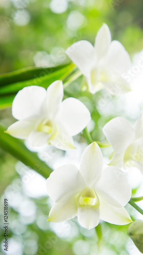 white orchid in the garden background with bokeh style