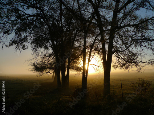 group of Trees at sunrise on a foggy morning in the country or rural area of Eastern Oklahoma