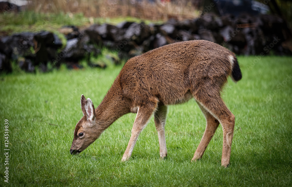 Deer In Backyard Deer In Backyard