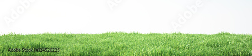 Field of soft grass, perspective view with close-up