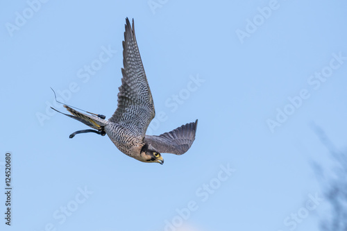 Peregrine Swoop