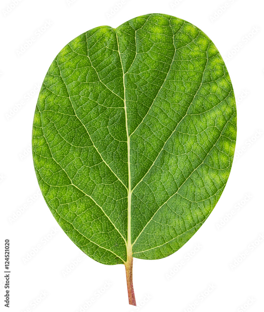 Obraz premium Kiwi leaf isolated on white background