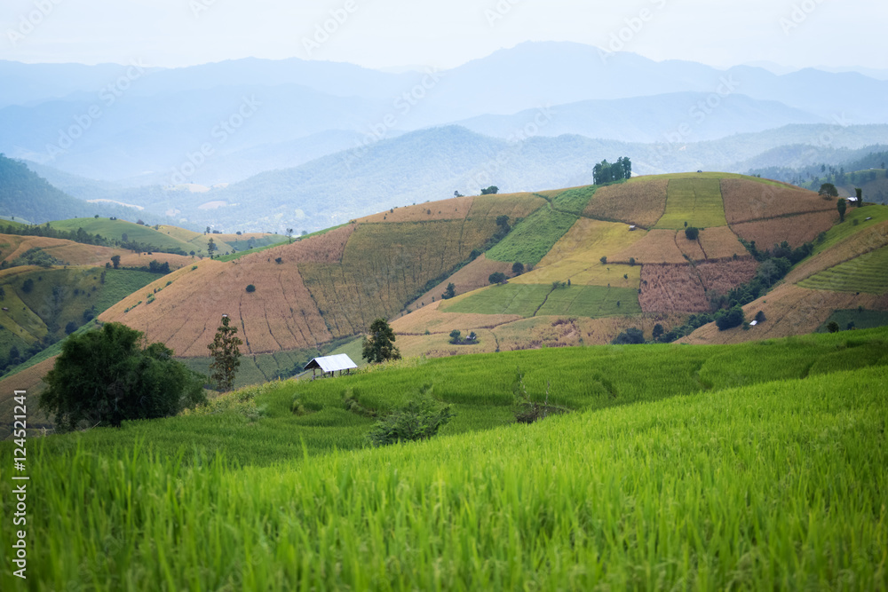rice field scenery in Thailand rice field scenery in Thailand