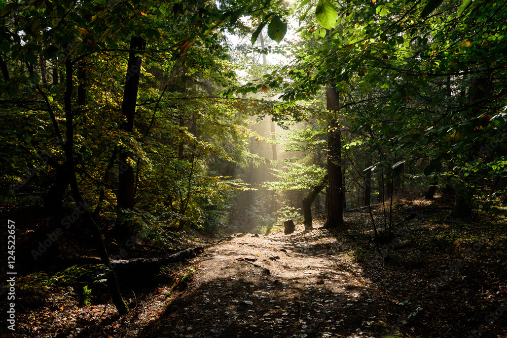 Obraz premium Herbstwald