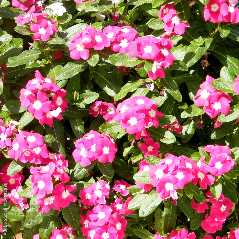 Or Yehuda Phlox flowers 2010