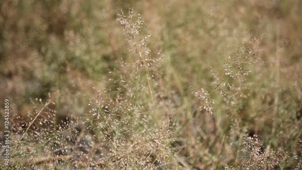 Close up Grass flower Close up Grass flower