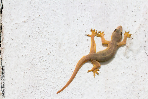 Canvas Print House lizard on wall