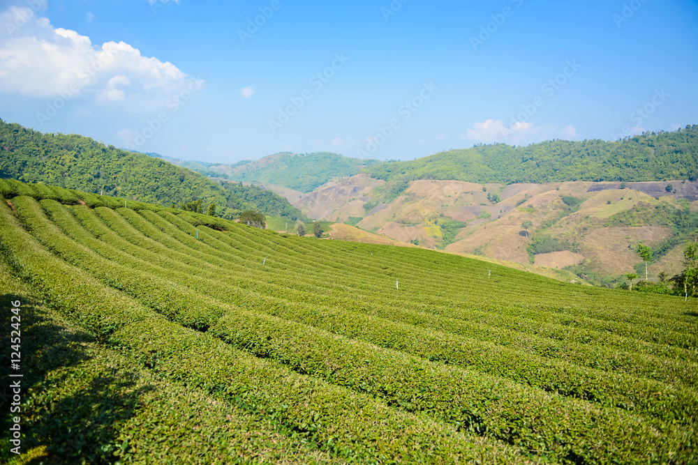 Tea plantation in the nortern of Thailand