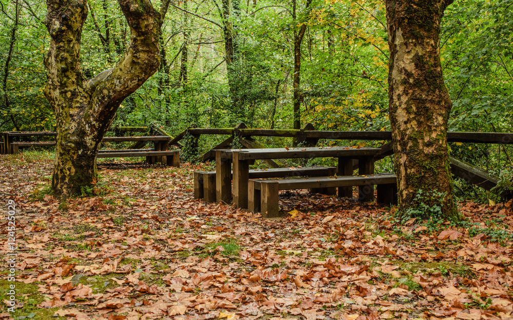 Mesas de picnic entre arboles con hojas secas