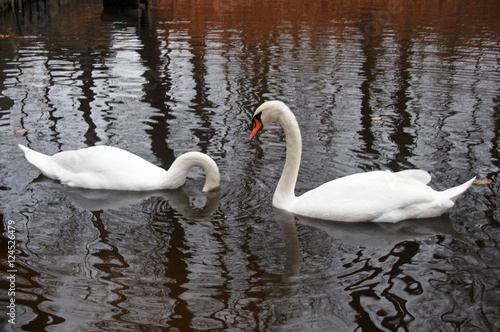 Couple of white swans swim in an autumn pond