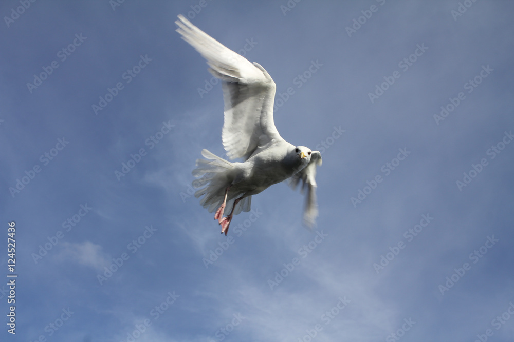 Obraz premium Seagull