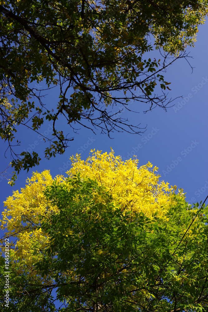 The branches with green and yellow leaves The branches with green and yellow leaves
