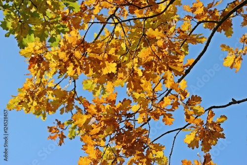 Eichenast mit gelbem Herbstlaub vor blauem Himmel
