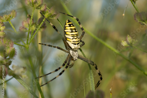 Argiope Bruennichi, or spider-wasp