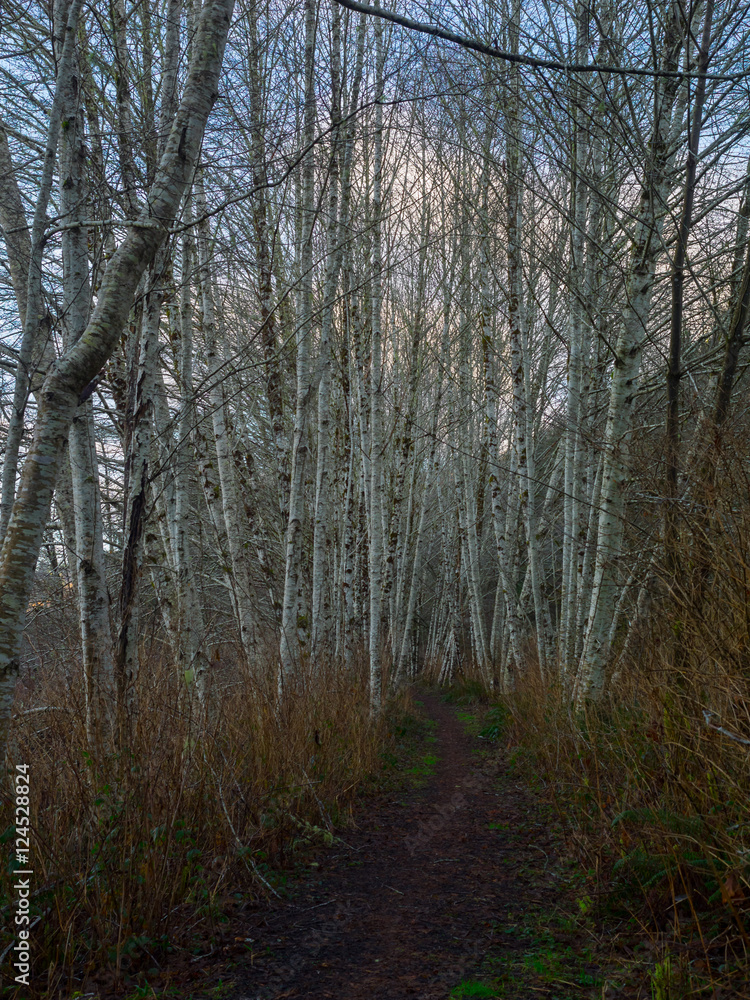 Obraz premium Chehalis River Trail