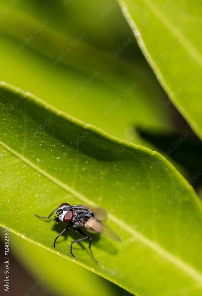 Fototapeta premium Fly on leaf