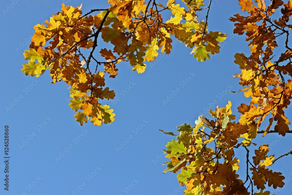 Eichenast mit gelbem Herbstlaub vor blauem Himmel
Eichenast mit gelbem Herbstlaub vor blauem Himmel