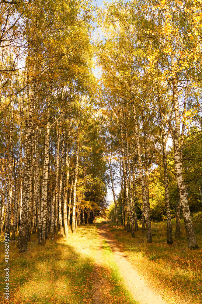 Pathway through the autumn forest