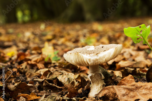 Woodland scene at the start of autumn