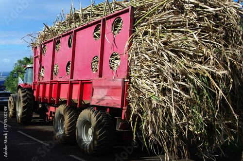 La Réunion - Récolte de la canne à sucre

