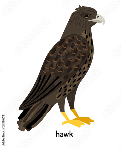 Image of nice hawk